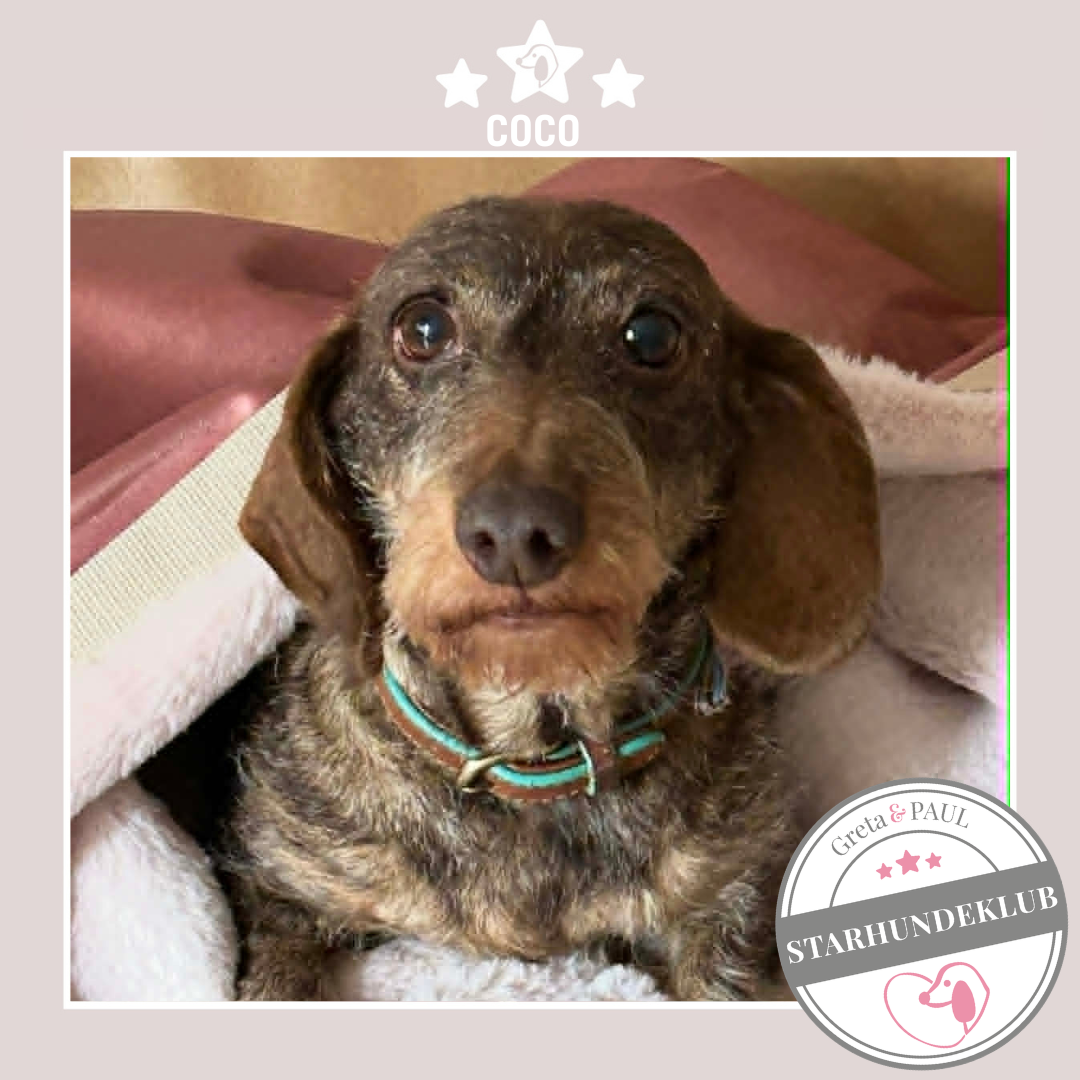 Starhundeklub-Mitglied Coco sitzt in ihrem handgefertigten Greta & PAUL Canva Flausch-Wändesäckchen.