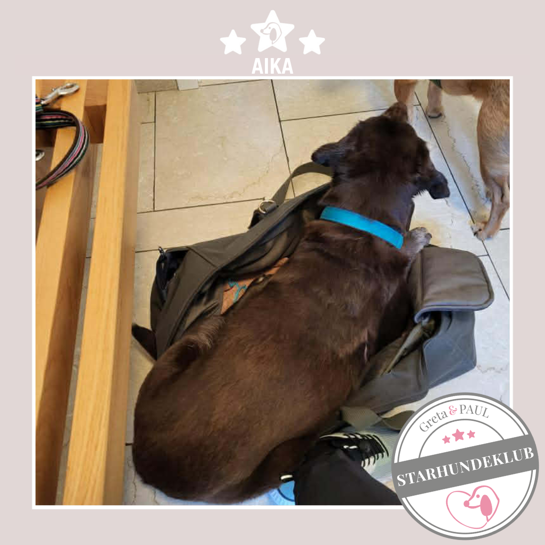Starhundeklub-Mitglied Aika liegt in seiner handgefertigten Greta & PAUL Premium Hundetasche mit Samt-Inlay.