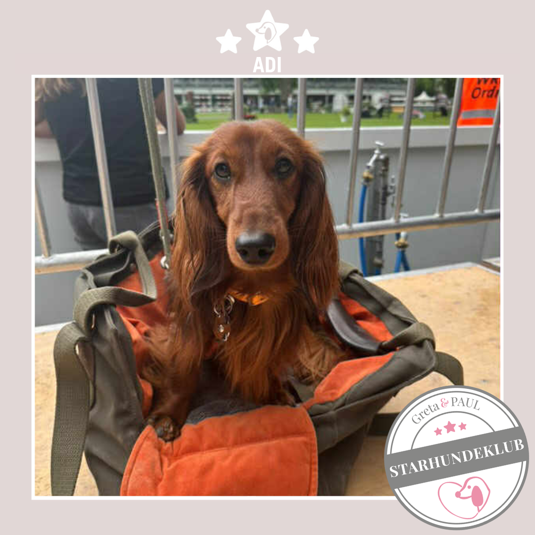 Starhundeklub-Mitglied Adi in der handgefertigten Greta & PAUL Hundetasche mit Samt-Inlay.