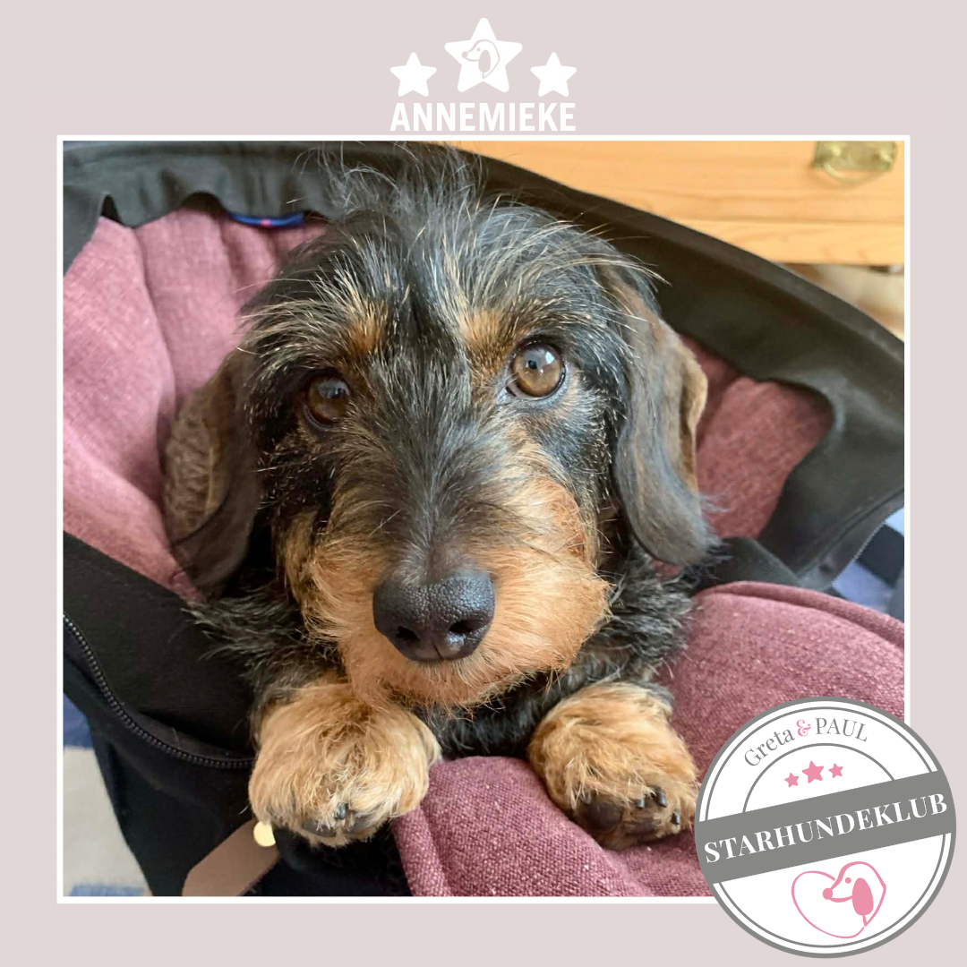 Starhundeklub-Mitglied Annemieke liegt in ihrer handgefertigten Greta & PAUL Canva Hundetasche mit Leinen-Inlay.