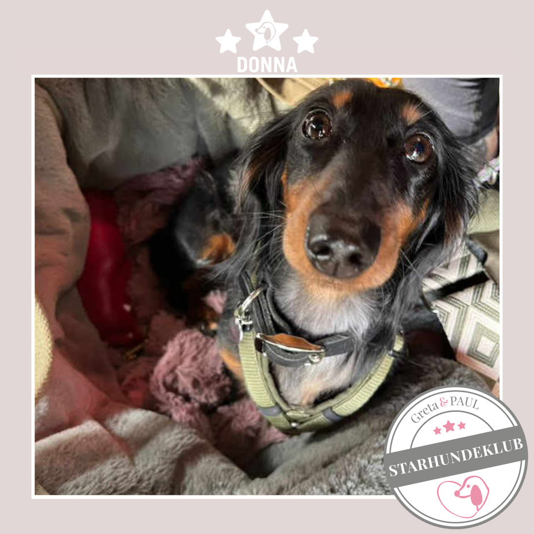 Starhundeklub-Mitglied Donna in der handgefertigten Greta & PAUL Hundetasche mit Flausch-Inlay.