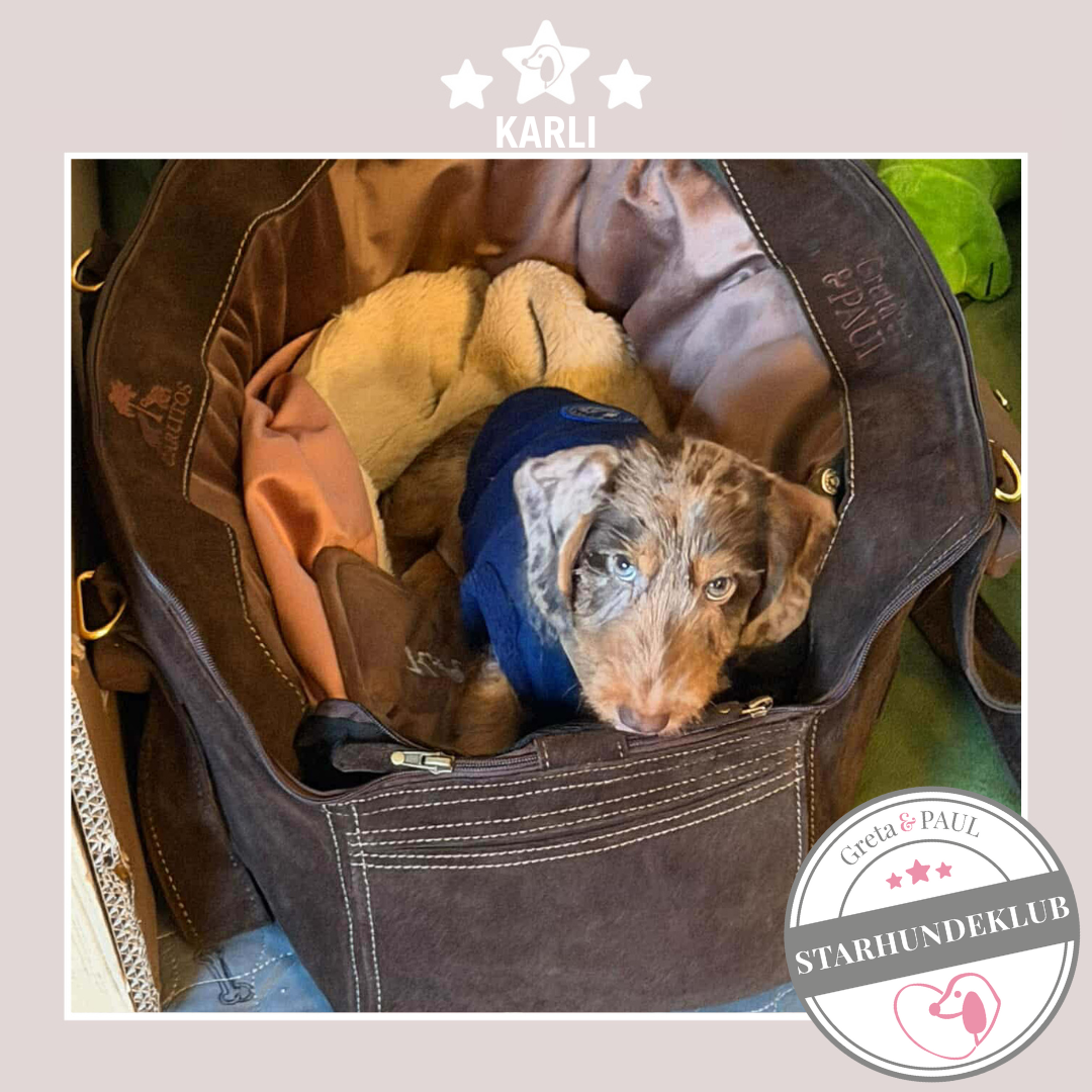 Starhundeklub-Mitglied Karli sitzt in einer handgefertigten Greta & PAUL Premium Hundetasche.