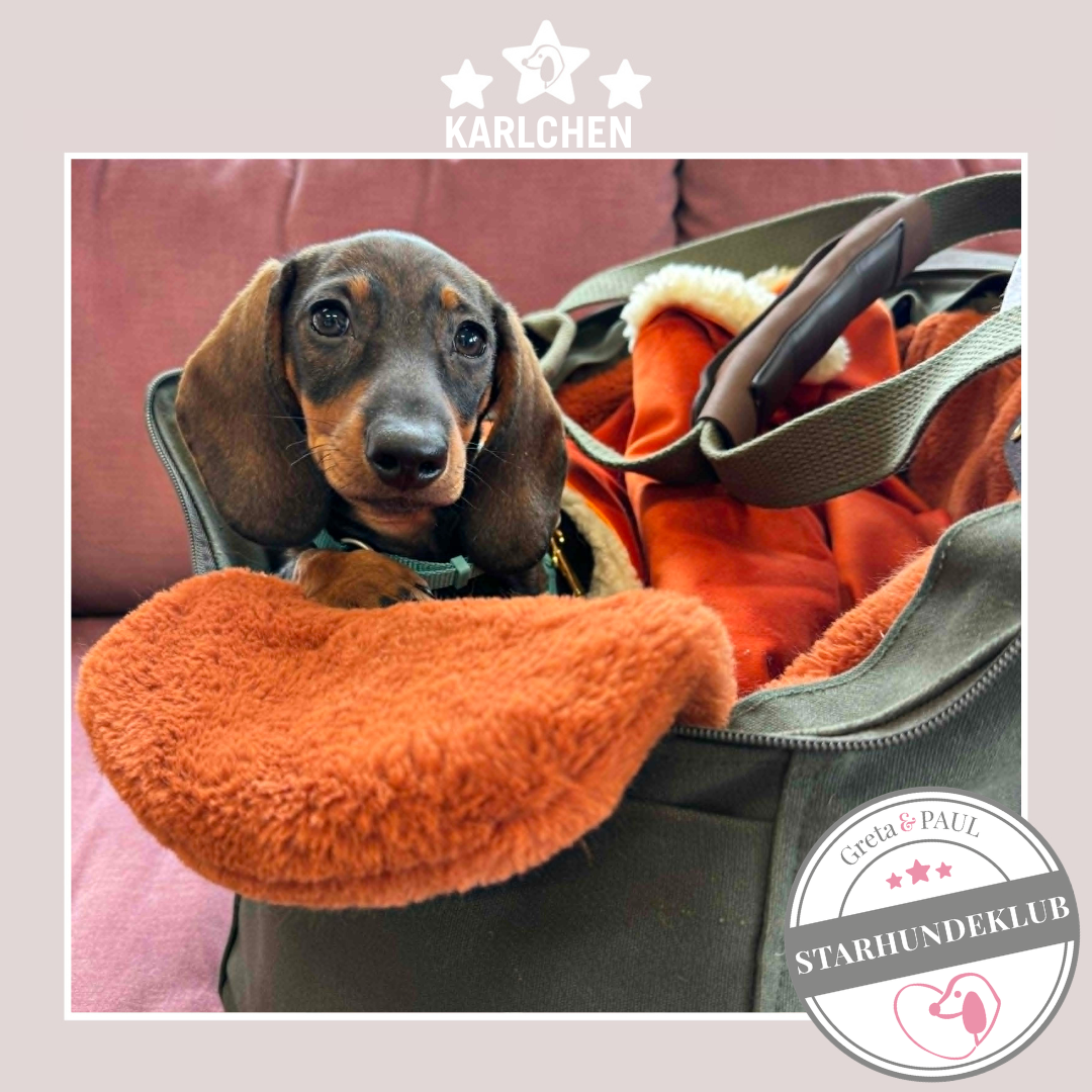 Starhundeklub-Mitglied Karlchen liegt in ihrer handgefertigten Greta & PAUL Canva Hundetasche mit Flausch-Inlay.