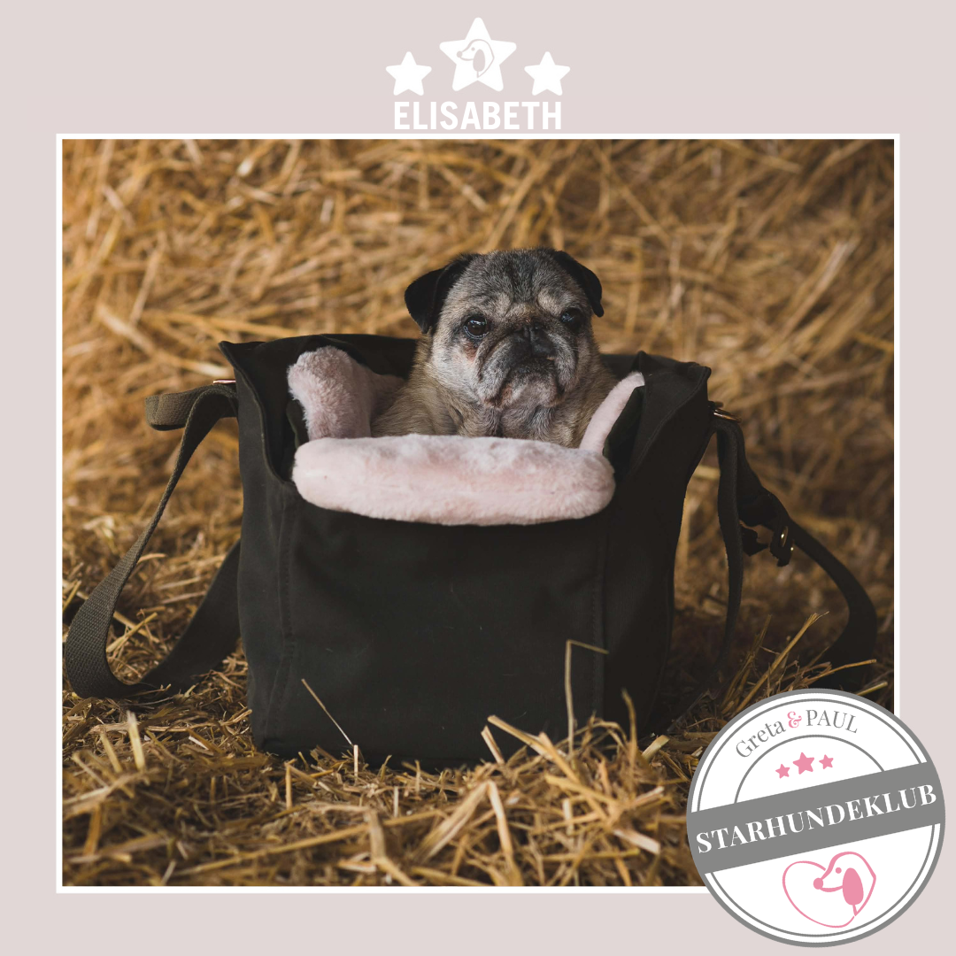 Starhundeklub-Mitglied Elisabeth liegt in ihrer handgefertigten Greta & PAUL Canva Hundetasche mit rosafarbenem Flausch-Inlay.