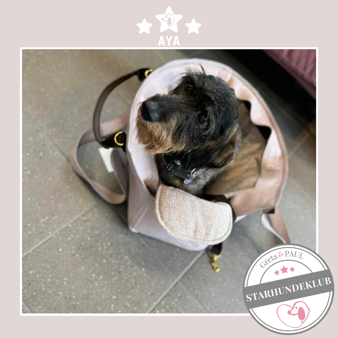 Rauhaardackel AYA schaut neugierig aus seiner bequemen Hundetasche von Greta & PAUL.
