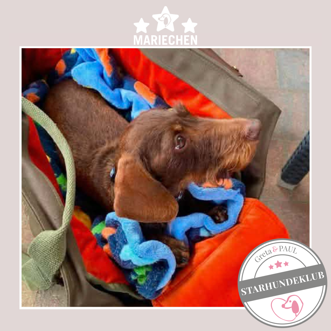 Starhundeklub-Mitglied Mariechen liegt in ihrer handgefertigten Greta & PAUL Canva Hundetasche mit orangefarbenem Samt-Inlay.