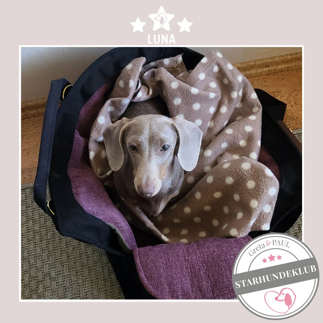 Starhundeklub-Mitglied Luna liegt in ihrer handgefertigten Greta & PAUL Canva Hundetasche Black Edition.