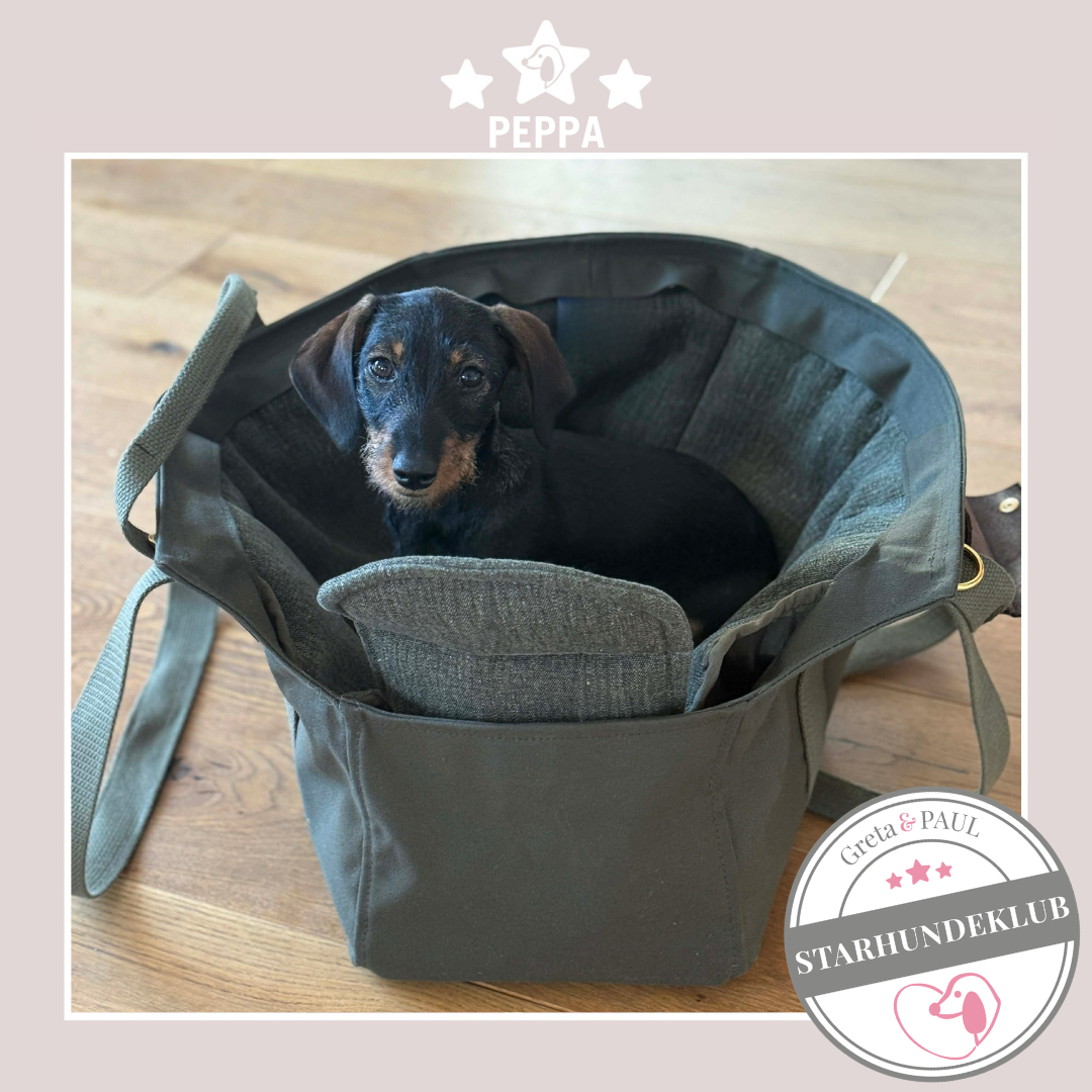 Starhundeklub-Mitglied Peppa sitzt in ihrer handgefertigten Greta & PAUL Canva Hundetasche mit petrolfarbenem Leinen-Inlay.