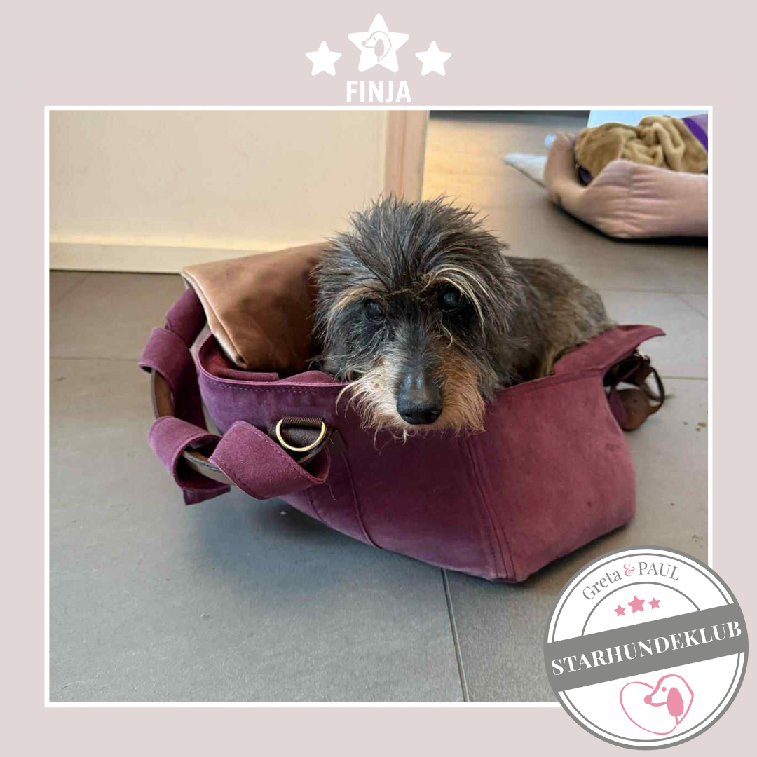 Starhundeklub-Mitglied Finja: Rauhaardackel in der handgefertigten, Wildleder-Hundetasche von Greta & PAUL.
