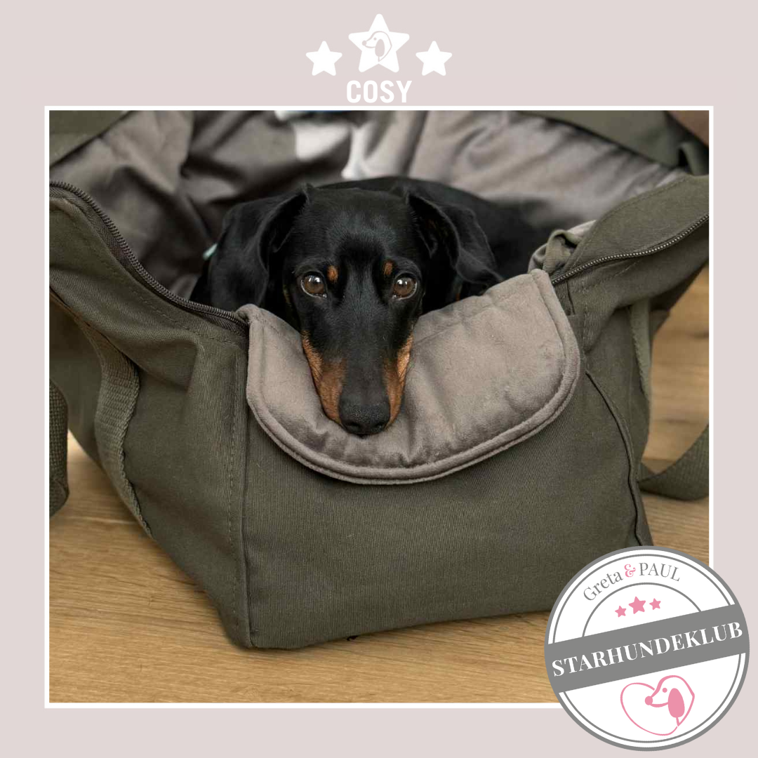 Starhundeklub-Mitglied Cosy: Ein schwarzer Dackel blickt aus seiner weichen, khakifarbenen Greta & PAUL Hundetragetasche.
