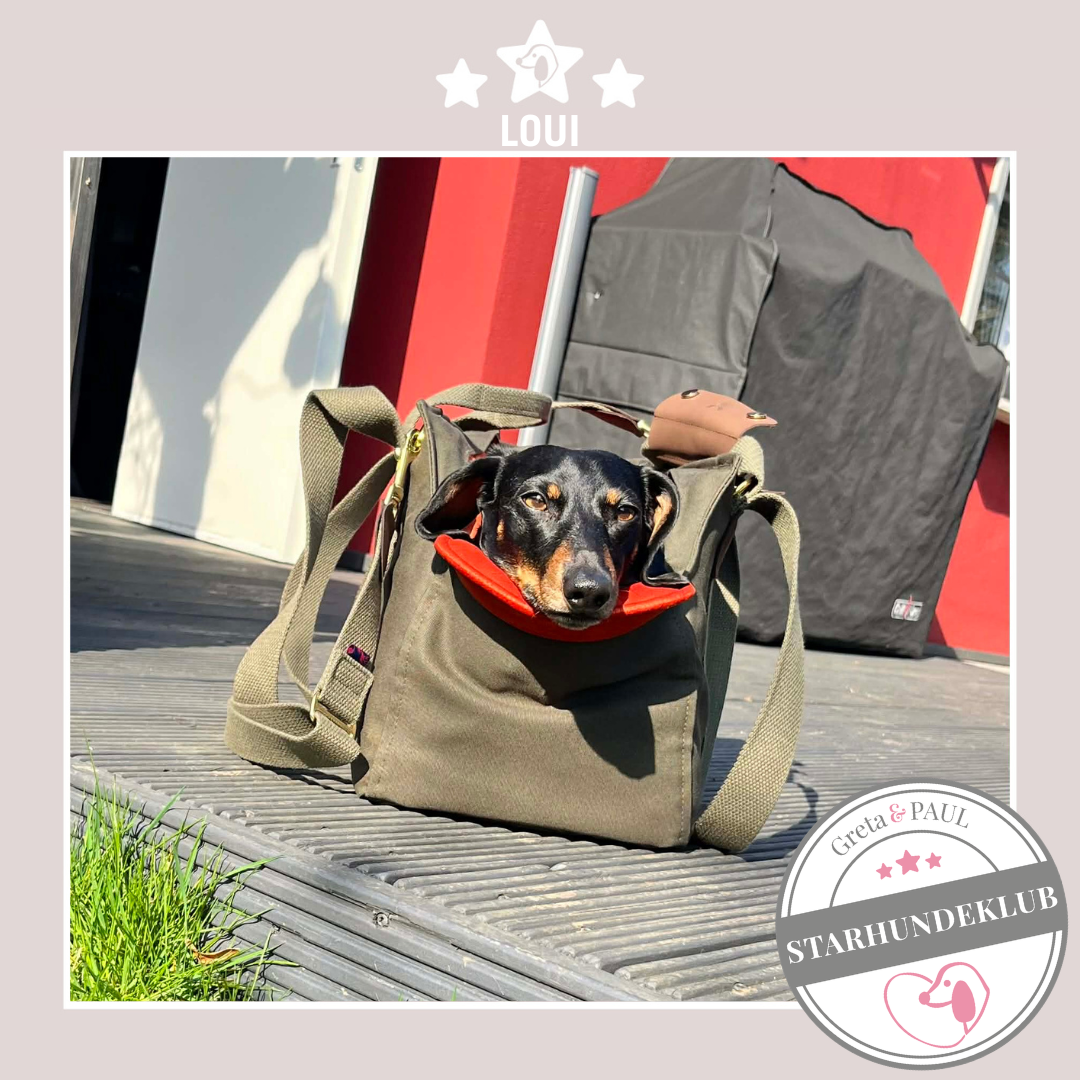 Starhundeklub-Mitglied Loui sitzt in seiner handgefertigten Greta & PAUL Canva Hundetasche mit orangefarbenem Samt-Inlay.