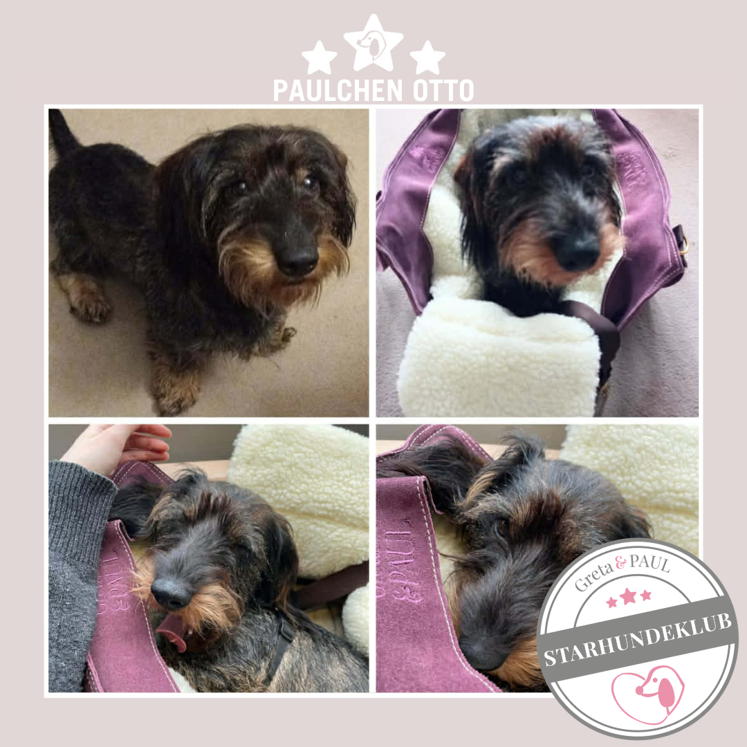 Starhundeklub-Mitglied Paulchen Otto liegt in seiner handgefertigten Greta & PAUL Wildleder Hundetasche mit flauschigem Inlay.