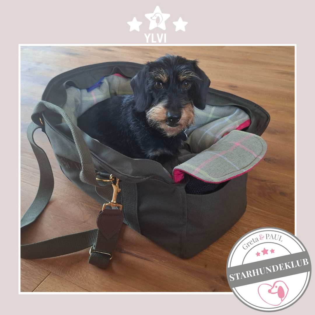Starhundeklub-Mitglied Ylvi liegt in ihrer handgefertigten Greta & PAUL Canva Hundetasche.