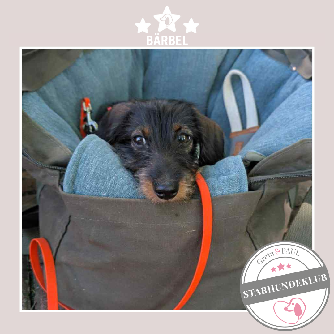 Starhundeklub-Mitglied Bärbel in der handgefertigten Greta & PAUL Hundetasche mit Leinen-Inlay.