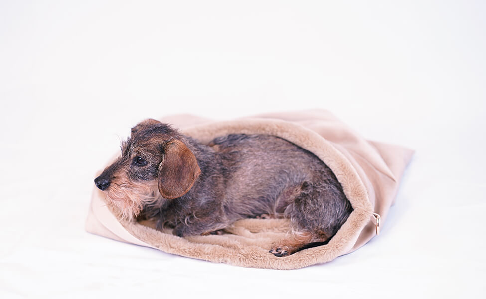 Rauhaardackel Greta liegt eingekuschelt im beige-goldenem Greta & PAUL Flausch-Wende-Säckchen, das als gemütlicher Schlafsack dient.