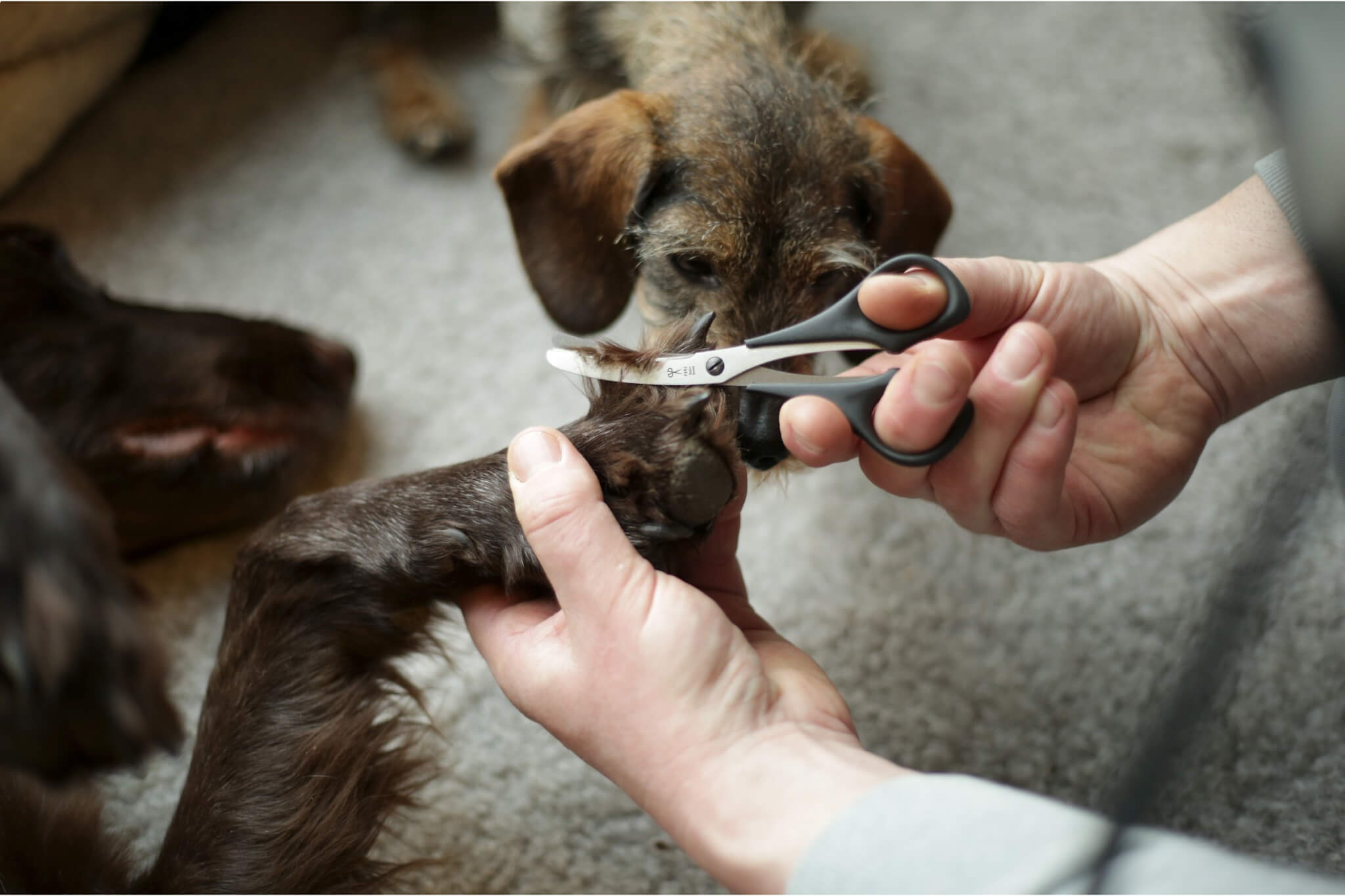 Sichere Pfotenpflege in Aktion: Die abgerundete Premium Hundeschere trimmt präzise das Fell eines Hundes und die Dackeldame Greta schaut zu.
