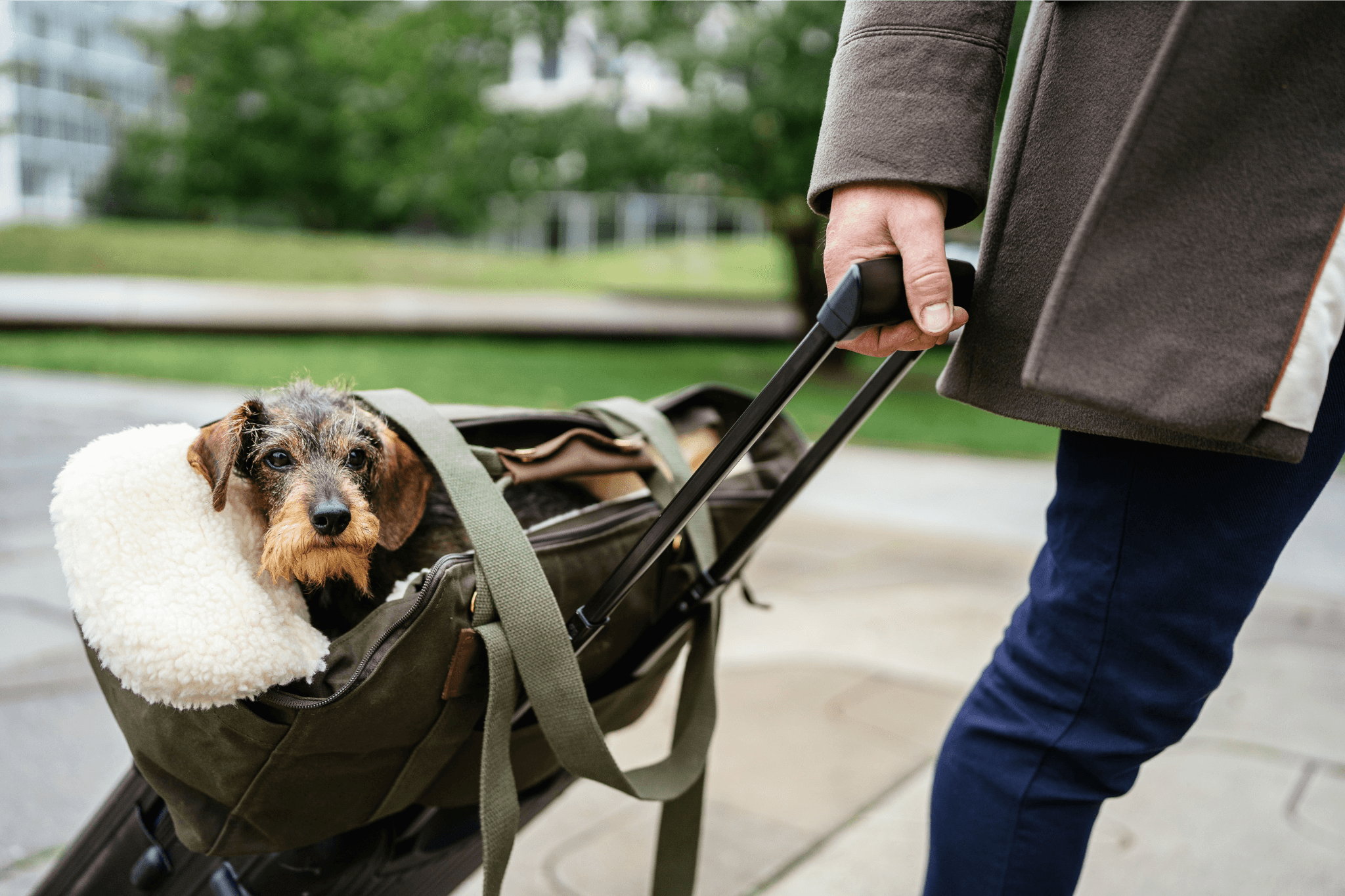 Lifestyle-Bild: Dackeldame Gretchen in der Premium Reise-Transporttasche, die auf einem Trolley transportiert wird.
