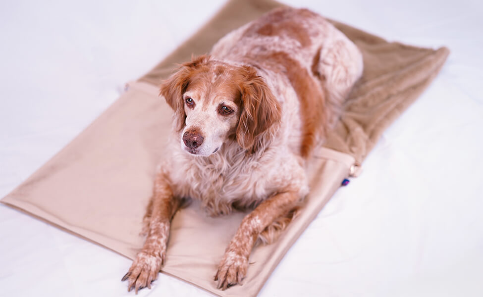 Hund Leo liegt auf dem XL Flausch-Wende-Säckchen 3-in-1
