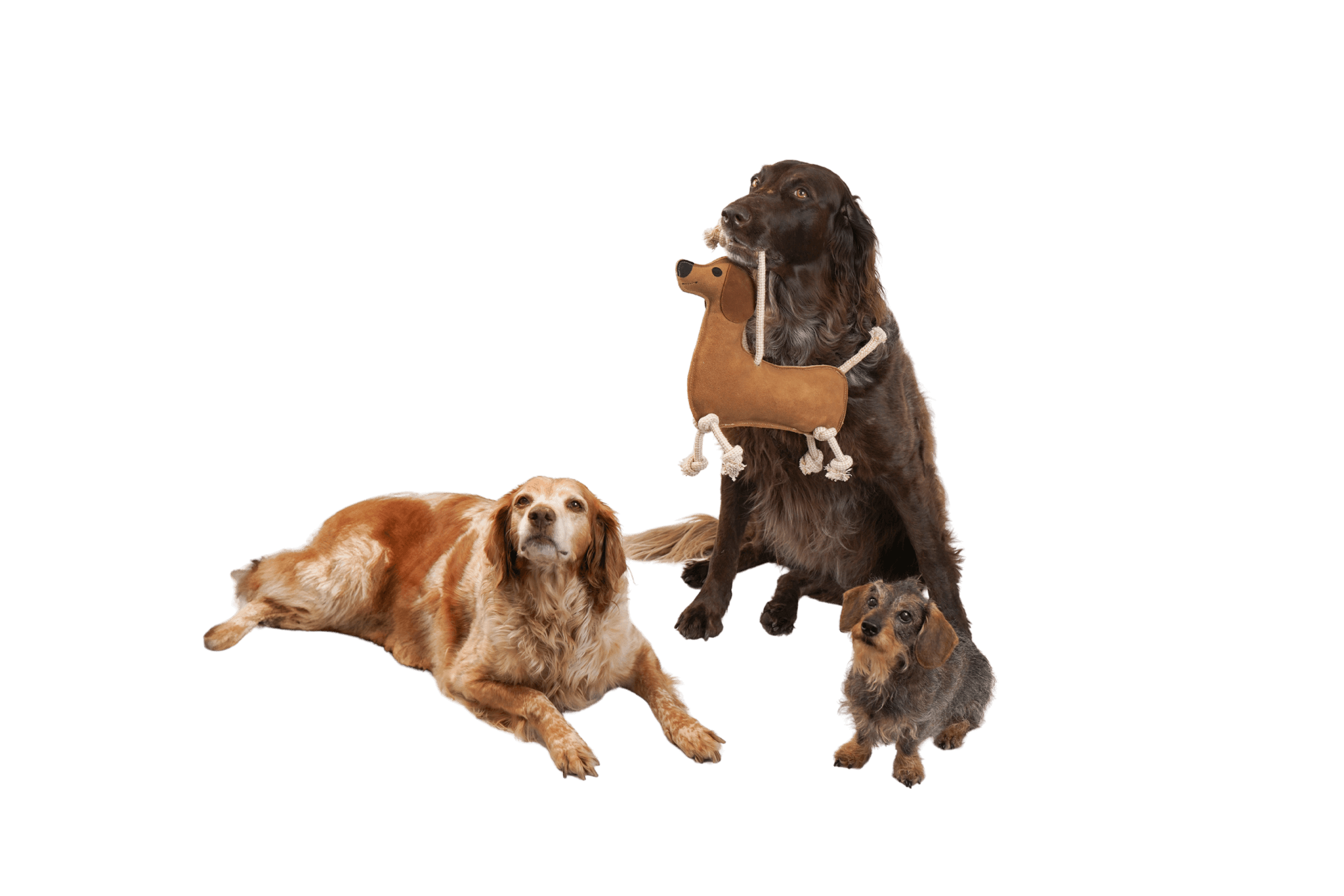 Drei Hunde verschiedener Rassen spielen mit dem robusten Leder-Spielzeugdackel 'Paule'.

