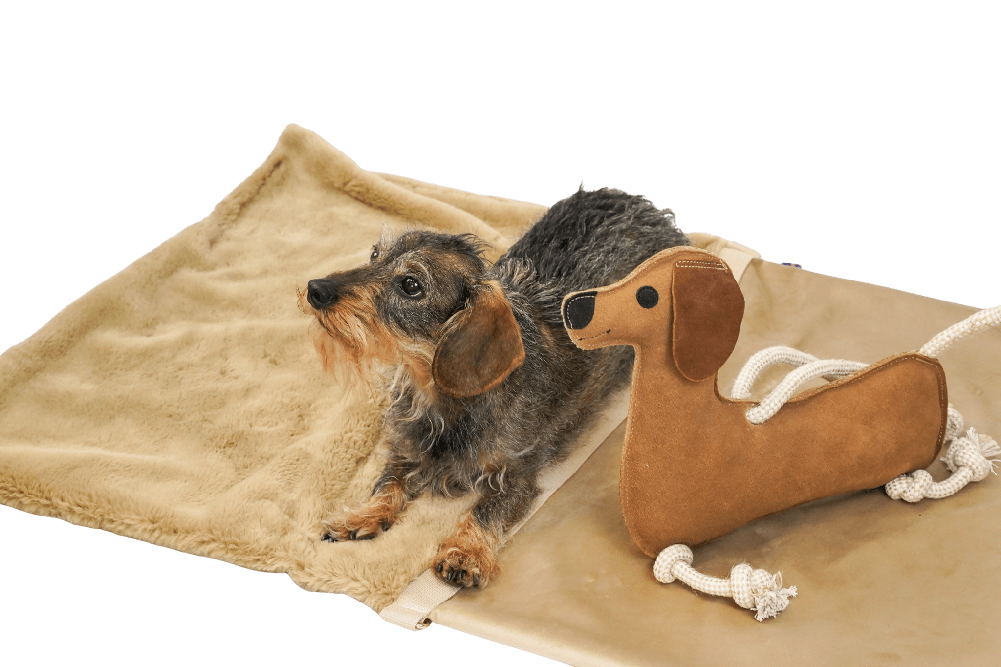 Rauhaardackel Gretchen liegt neben dem Leder-Spielzeugdackel 'Paule' auf dem Flausch-Wende-Säckchen.
