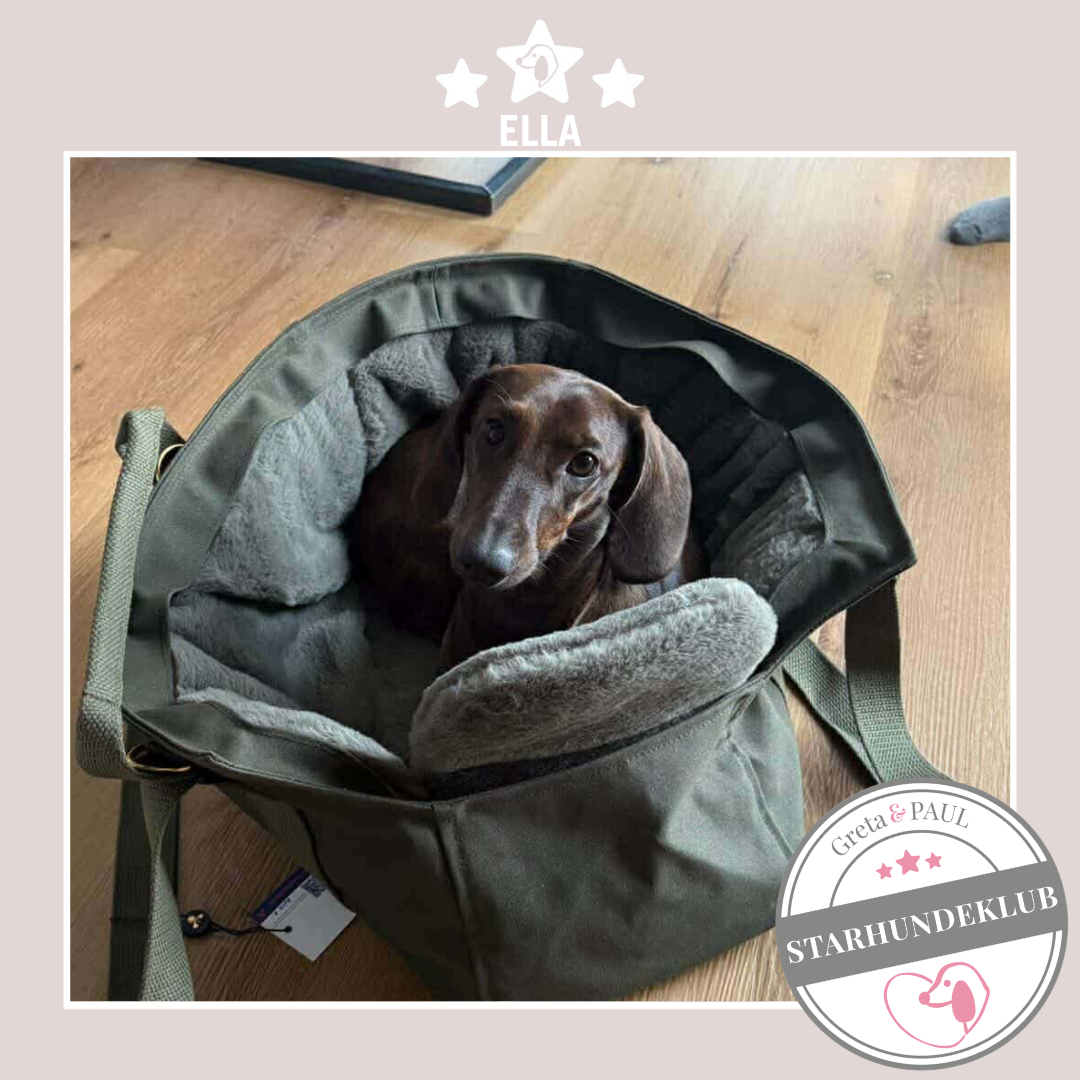 Starhundeklub-Mitglied Ella liegt in ihrer handgefertigten Greta & PAUL Canva Hundetasche mit flauschigem Inlay.