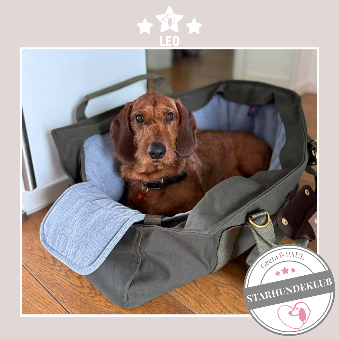 Starhundeklub-Mitglied Leo liegt in seiner handgefertigten Greta & PAUL Canva Hundetasche mit hellblauem Leinen-Inlay.