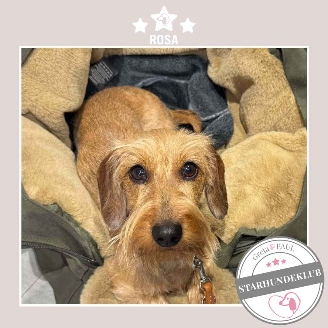 Starhundeklub-Mitglied Rosa liegt in seiner handgefertigten Greta & PAUL Hundetasche mit flauschigem Inlay.